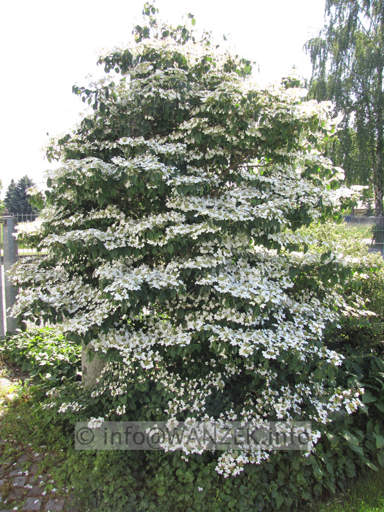 Viburnum plicatum Watanabe 02 - 2,5m.JPG